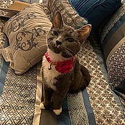 Quinn joined the competition — help win amazing prizes! cat, gray_cat, white_paws, pink_collar, flower_collar, bedspread, patterned_bedspread, pillows, decorative_pillows, indoor, pet, feline, sitting, looking_up, cute, domestic_cat, cozy, home_interior, animal, portrait