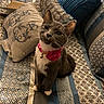 cat, gray_cat, white_paws, pink_collar, flower_collar, bedspread, patterned_bedspread, pillows, decorative_pillows, indoor, pet, feline, sitting, looking_up, cute, domestic_cat, cozy, home_interior, animal, portrait