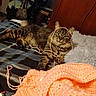 Coco joined the competition — help win amazing prizes! animal, bed, blanket, cat, cozy, domestic, fur, furniture, indoor, knitting, orange, pet, pillow, plaid, playful, relaxed, string, tabby, wood, yarn