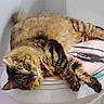 cat, tabby_cat, toilet_seat, animal, pet, feline, fur, striped, indoor, resting, curious, looking_at_camera, household, bathroom, seat_cover, decorative, relaxed, paw, cute, domestic_animal