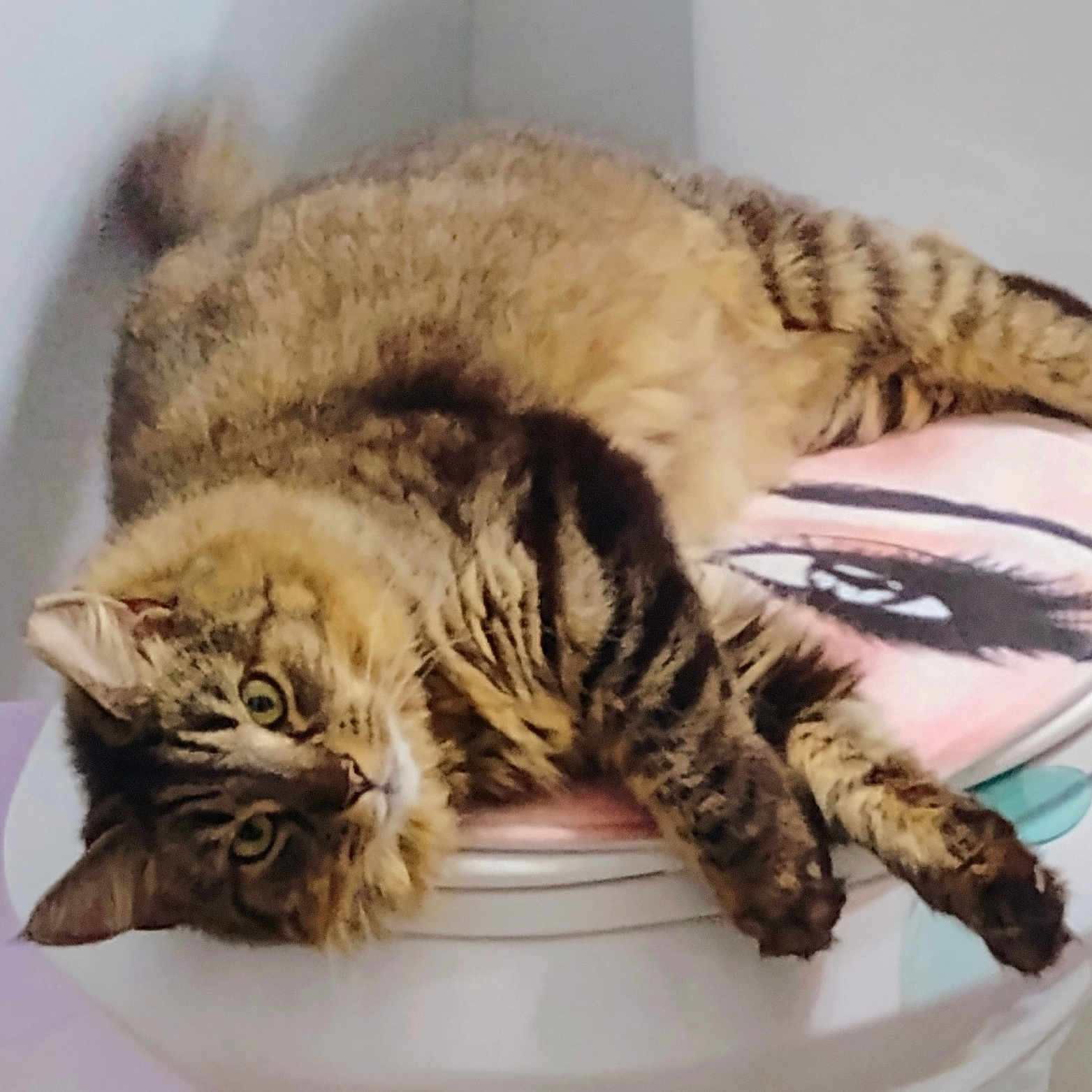 Coco joined the competition — help win amazing prizes! cat, tabby_cat, toilet_seat, animal, pet, feline, fur, striped, indoor, resting, curious, looking_at_camera, household, bathroom, seat_cover, decorative, relaxed, paw, cute, domestic_animal