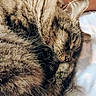 Coco joined the competition — help win amazing prizes! animal, cat, close_up, closeup, cozy, cute, domestic_cat, feline, fur, indoor, nap, paw, peaceful, pet, relaxed, resting, sleeping, soft, tabby, whiskers
