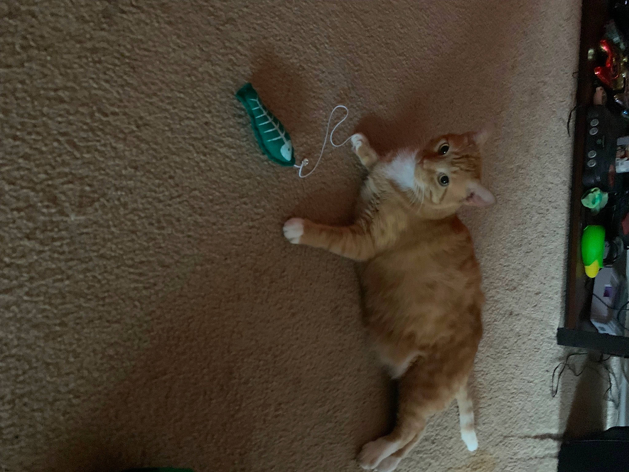 Kiben is registered to the contest to win money with this photo: box, carnivore, cat, claw, domestic_short_haired_cat, fawn, felidae, fur, hardwood, paw, room, small_to_medium_sized_cats, tail, whiskers, wood