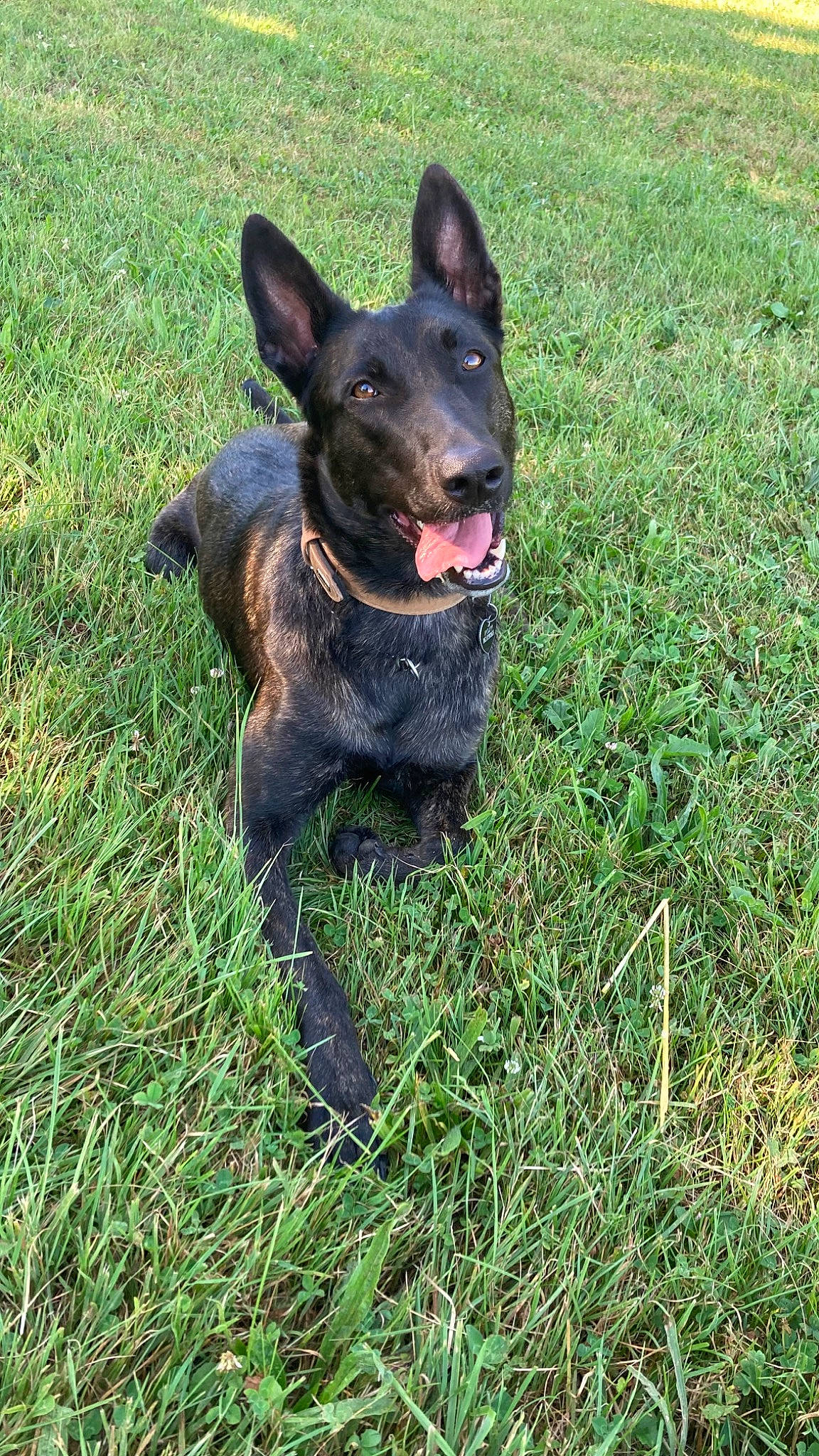 Roxy a rejoint le concours — aidez-le/la à gagner de superbes lots ! canidae, carnivore, companion_dog, dog, dog_breed, east_european_shepherd, fawn, german_shepherd_dog, grass, guard_dog, herding_dog, hunting_dog, plant, tail, terrestrial_animal, whiskers, working_animal, working_dog