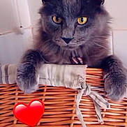 Grimm participe au concours pour gagner de l'argent avec cette photo : cat, gray_cat, yellow_eyes, basket, woven_basket, paws, feline, pet, indoor, cozy, fur, animal, cute, heart_emoji, close_up, domestic_cat, resting, looking, whiskers, soft