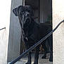 dog, black_dog, large_dog, standing, doorway, concrete, outdoor, pet, animal, canine, alert, stoic, quiet, background, steps, daylight, collar, muzzle, ears, fur