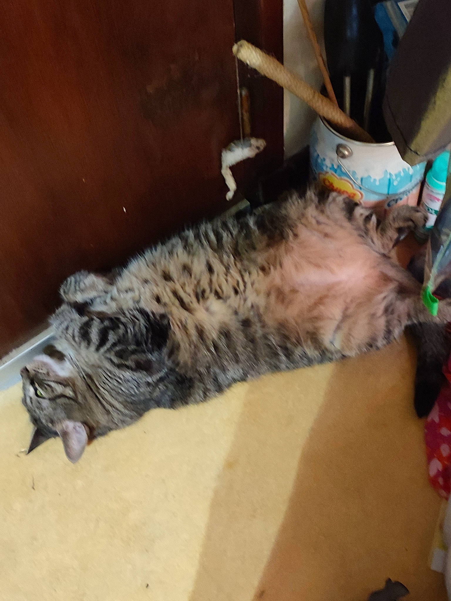 Chouby participe au concours pour gagner de l'argent avec cette photo : big_cats, canidae, carnivore, cat, claw, dog_breed, domestic_short_haired_cat, fawn, felidae, foot, fur, human_leg, paw, small_to_medium_sized_cats, snout, tail, terrestrial_animal, thigh, whiskers, wildlife