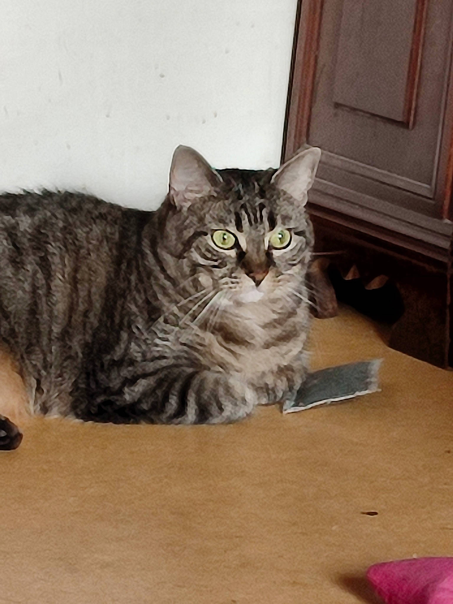 Chouby participe au concours pour gagner de l'argent avec cette photo : carnivore, cat, domestic_short_haired_cat, door, felidae, flooring, fur, grey, hardwood, paw, sitting, small_to_medium_sized_cats, snout, tail, terrestrial_animal, whiskers, window, wood