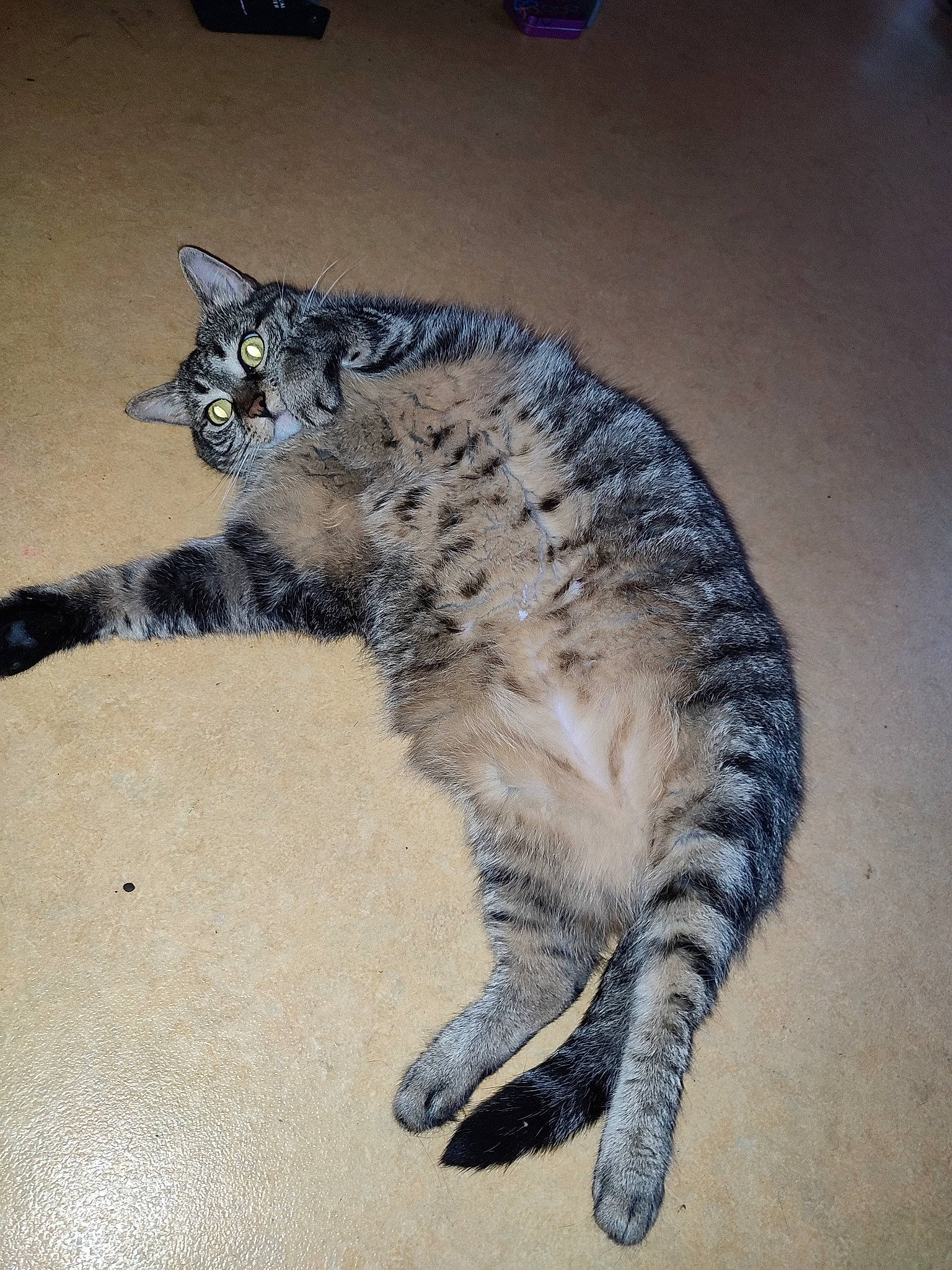 Chouby participe au concours pour gagner de l'argent avec cette photo : carnivore, cat, claw, domestic_short_haired_cat, felidae, flooring, foot, fur, paw, small_to_medium_sized_cats, snout, tail, terrestrial_animal, whiskers, wildlife