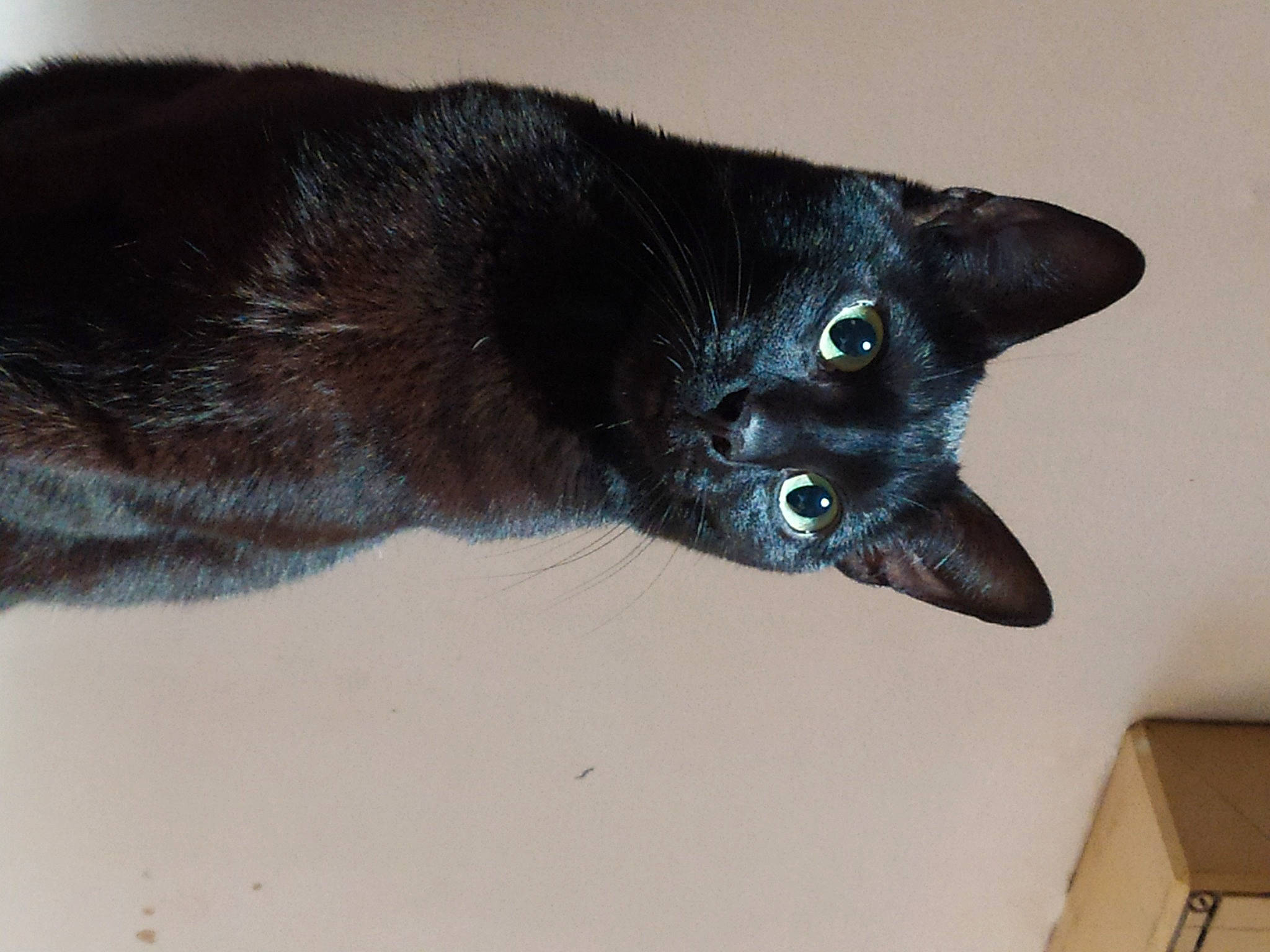 Bazou participe au concours pour gagner de l'argent avec cette photo : black_cat, bombay, carnivore, cat, claw, domestic_short_haired_cat, felidae, fur, havana_brown, small_to_medium_sized_cats, snout, tail, terrestrial_animal, whiskers