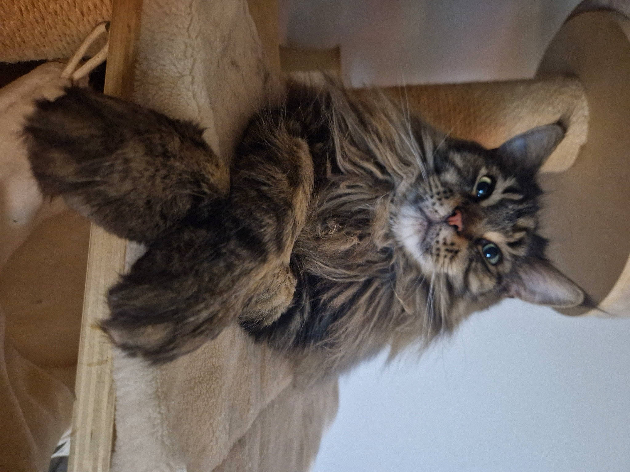 Snow a rejoint le concours — aidez-le/la à gagner de superbes lots ! bed, bird_of_prey, british_longhair, cabinetry, canidae, carnivore, cat, claw, domestic_short_haired_cat, drawer, ear, felidae, fur, grey, house, paw, small_to_medium_sized_cats, tail, whiskers