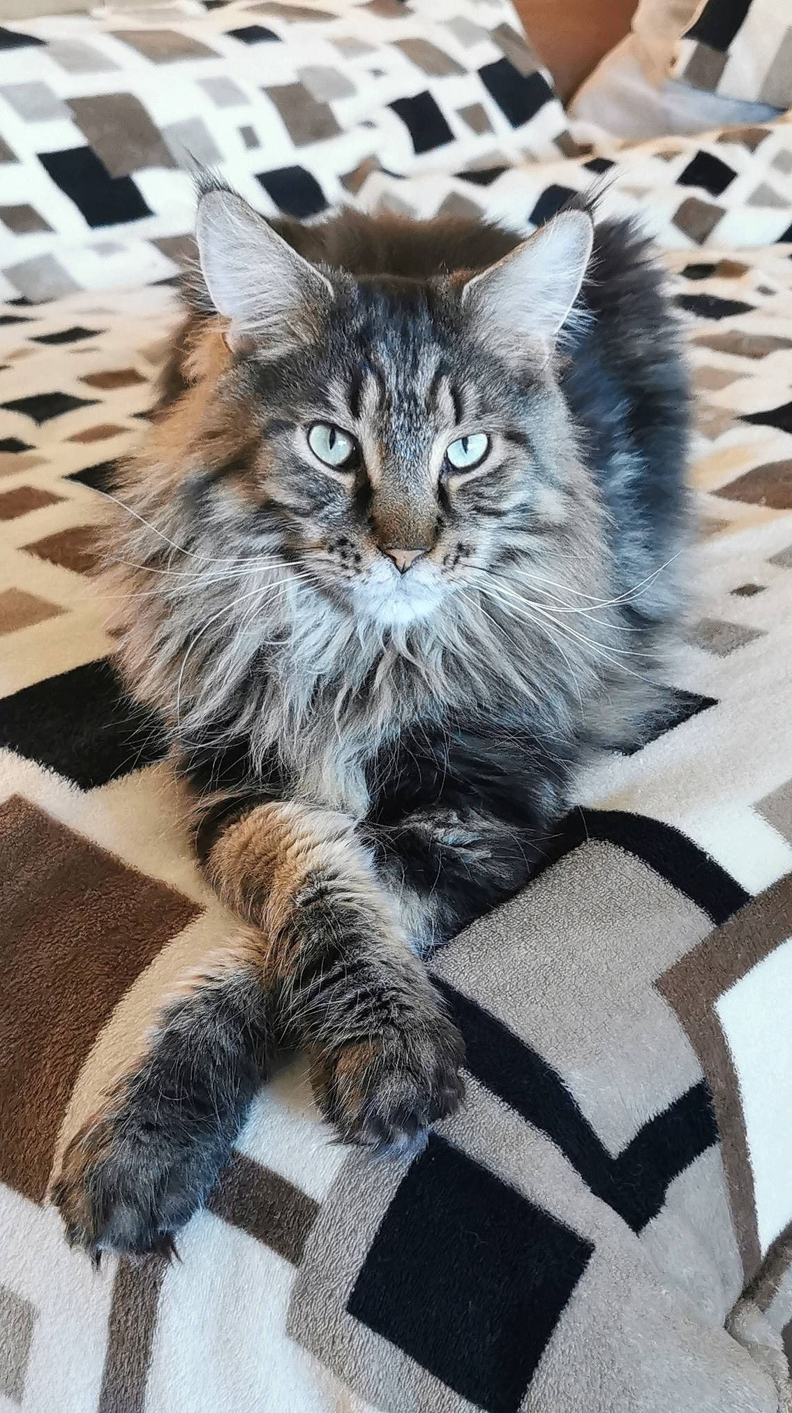 Snow a rejoint le concours — aidez-le/la à gagner de superbes lots ! carnivore, cat, claw, domestic_short_haired_cat, felidae, fur, grey, maine_coon, paw, plant, small_to_medium_sized_cats, snout, tail, terrestrial_animal, whiskers, wood