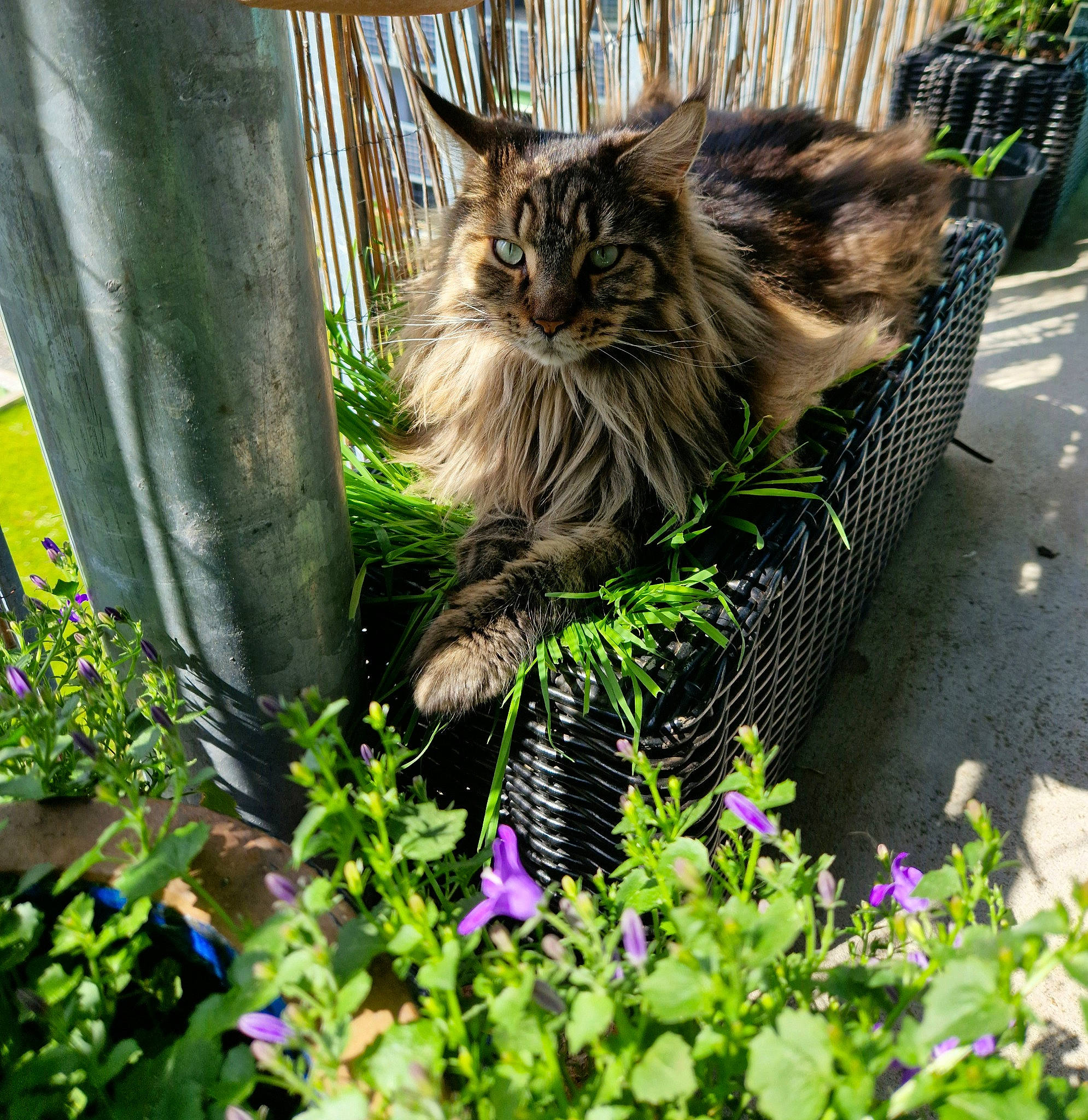 Snow participe au concours pour gagner de l'argent avec cette photo : botany, carnivore, cat, fawn, felidae, flower, flowerpot, fur, garden, grass, green, groundcover, leaf, plant, small_to_medium_sized_cats, snout, tail, terrestrial_animal, whiskers, wood