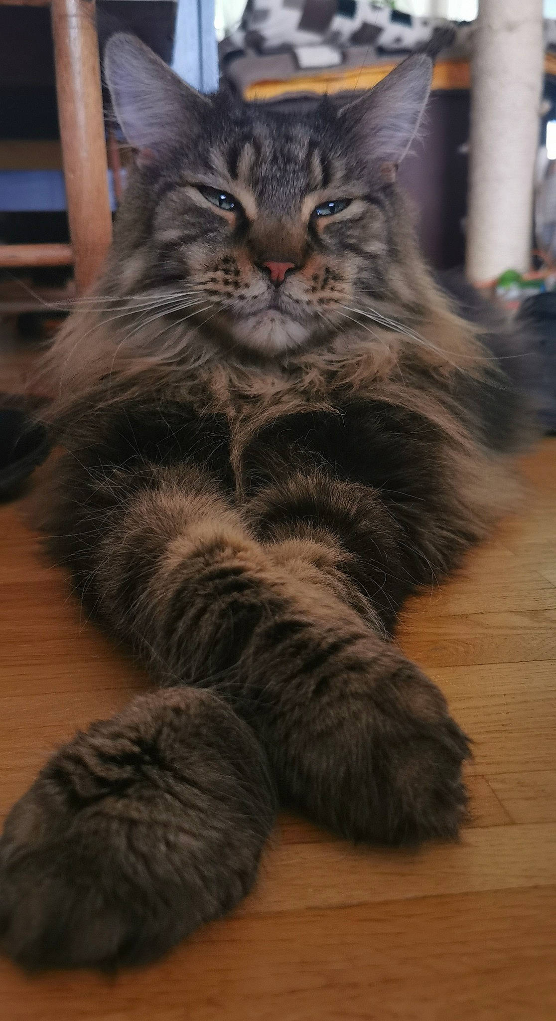 Snow participe au concours pour gagner de l'argent avec cette photo : carnivore, cat, claw, domestic_short_haired_cat, felidae, flooring, fur, hardwood, maine_coon, paw, sitting, small_to_medium_sized_cats, snout, tail, terrestrial_animal, whiskers, wood, wood_flooring
