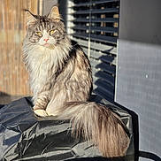 Ozzy participe au concours pour gagner de l'argent avec cette photo : cat, fluffy, long_hair, sitting, sunlight, outdoor, window, shadow, tail, feline, pet, domestic_animal, urban, metal, reflection, gray, black, yellow_eyes, portrait, resting