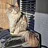 cat, fluffy, long_hair, sitting, sunlight, outdoor, window, shadow, tail, feline, pet, domestic_animal, urban, metal, reflection, gray, black, yellow_eyes, portrait, resting