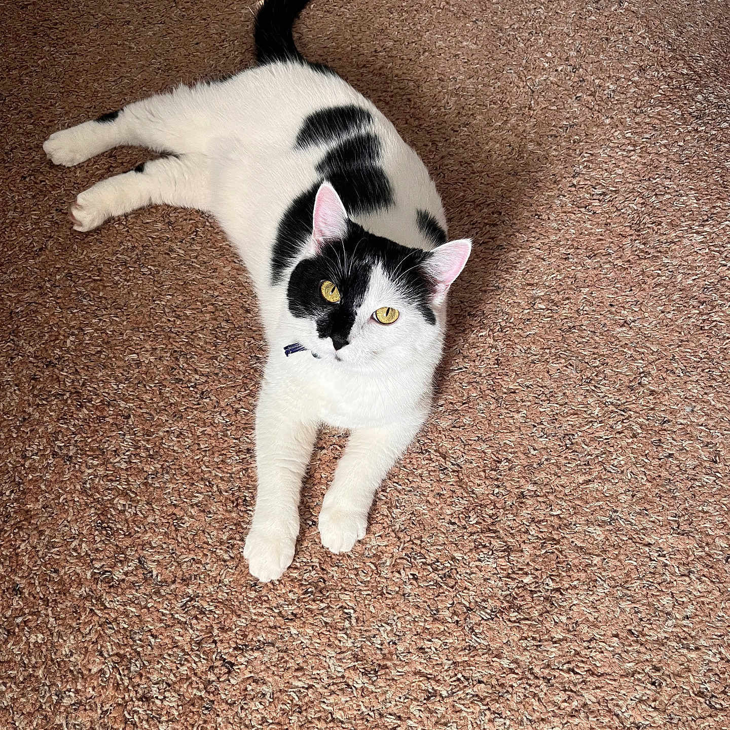 Onna Mae joined the competition — help win amazing prizes! animal, black_and_white, carpet, cat, collar, cozy, cute, domestic_animal, feline, fur_pattern, golden_eyes, indoor, looking_at_camera, lying_down, mammal, pet, relaxed, resting, soft_texture, whiskers