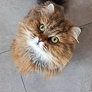 Naya a rejoint le concours — aidez-le/la à gagner de superbes lots ! abyssinian, angora, animal, cat, face, hardwood, head, indoors, interiordesign, kitten, manx, path, person, pet, photography, portrait, slate, tile, walkway, wood