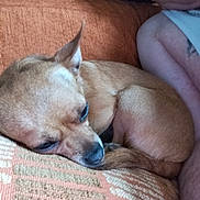 Greta participe au concours pour gagner de l'argent avec cette photo : brown_dog, casual_clothing, close_up, comfort, companion, couch, cushion, dog, domestic, fur, home, human_arm, indoor, orange_couch, pet, relaxation, resting, sleeping, small_dog, tattoo