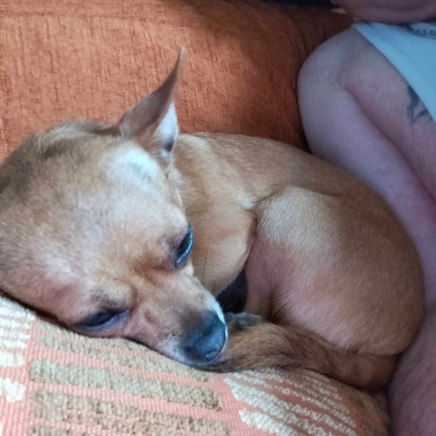 Greta participe au concours pour gagner de l'argent avec cette photo : brown_dog, casual_clothing, close_up, comfort, companion, couch, cushion, dog, domestic, fur, home, human_arm, indoor, orange_couch, pet, relaxation, resting, sleeping, small_dog, tattoo