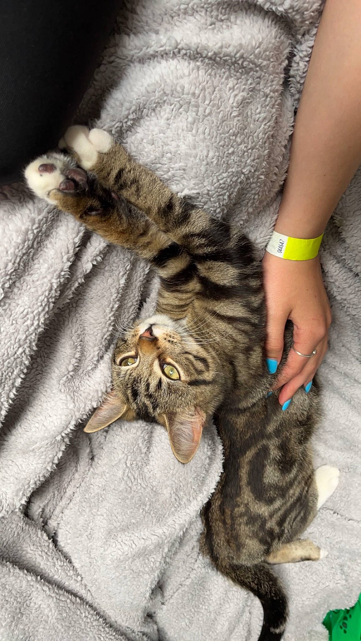 Tiger joined the competition — help win amazing prizes! carnivore, cat, claw, comfort, domestic_short_haired_cat, felidae, foot, fur, gesture, grey, human_leg, linens, nail, paw, small_to_medium_sized_cats, tail, terrestrial_animal, textile, whiskers