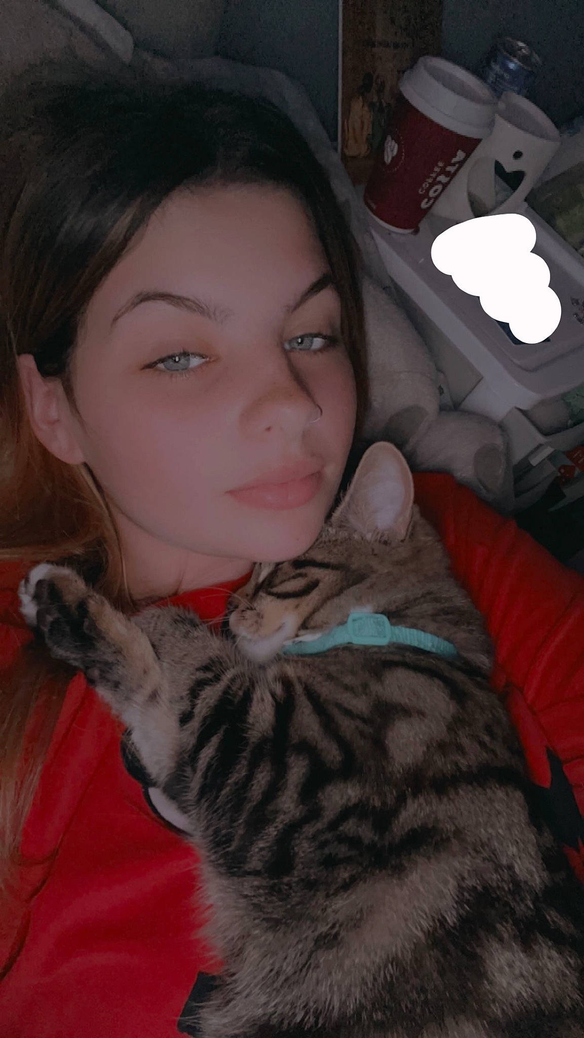 Tiger is registered to the contest to win money with this photo: carnivore, cat, comfort, domestic_short_haired_cat, ear, eyelash, felidae, fun, fur, lap, linens, nose, sitting, small_to_medium_sized_cats, textile, whiskers