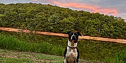 Paco participe au concours pour gagner de l'argent avec cette photo : animal, canine, dog, field, grass, grassland, hound, land, landscape, nature, outdoors, pet, plant, pointer, puppy, sky, soil, tree, vegetation, woodland
