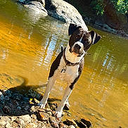 Paco participe au concours pour gagner de l'argent avec cette photo : dog, water, river, rocks, outdoor, nature, animal, black_and_white, wet, sunlight, trees, curious, standing, collar, reflection, calm, shallow, daylight, playful, ground