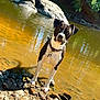 dog, water, river, rocks, outdoor, nature, animal, black_and_white, wet, sunlight, trees, curious, standing, collar, reflection, calm, shallow, daylight, playful, ground