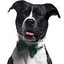 Paco participe au concours pour gagner de l'argent avec cette photo : dog, black_and_white, bow_tie, pet, portrait, animal, cute, happy, smiling, tongue_out, studio, white_background, domestic_animal, mammal, fur, ears, face, close_up, friendly, playful