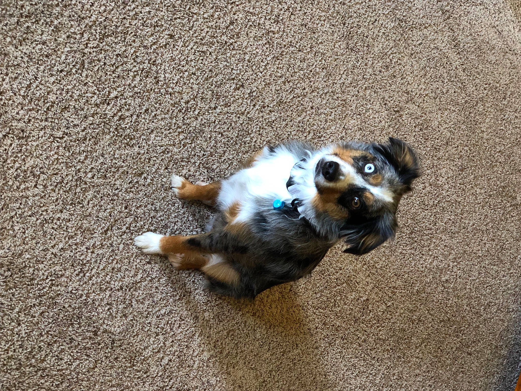 Ollie joined the competition — help win amazing prizes! asphalt, carnivore, companion_dog, dog, dog_breed, fawn, felidae, flooring, fur, paw, road_surface, sand, shadow, small_to_medium_sized_cats, soil, tail, terrestrial_animal, toy_dog, whiskers, working_animal