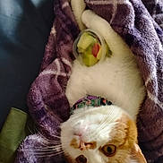 Hannibal joined the competition — help win amazing prizes! animal, blanket, cat, closeup, collar, container, cozy, curious, cute, domestic, fruit, fur, indoor, orange, pet, purple, relaxed, resting, whiskers, white