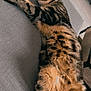 Fouin a rejoint le concours — aidez-le/la à gagner de superbes lots ! cat, tabby, sleeping, feline, pet, fur, couch, indoor, relaxed, whiskers, paw, striped, animal, mammal, cozy, resting, household, soft, cute, companion