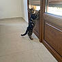animal, cat, curious, door, floor, hind_legs, indoor, kitten, light, looking, pet, playful, shadow, small, standing, tabby, tile_floor, window_blinds, wooden_door, young