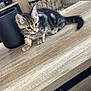 animal, black_container, cat, curious, domestic_cat, ears, feline, floor, fur, furniture, indoor, kitten, pet, playful, striped, tabby, tail, whiskers, wooden_table, young_cat