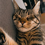 Fouin a rejoint le concours — aidez-le/la à gagner de superbes lots ! cat, tabby, sleeping, closeup, feline, pet, cozy, fur, whiskers, relaxed, indoor, couch, texture, nap, peaceful, domestic, animal, cute, resting, ears
