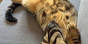 Fouin a rejoint le concours — aidez-le/la à gagner de superbes lots ! cat, tabby_cat, lying_down, upside_down, couch, gray_couch, blanket, white_blanket, pillow, striped_fur, relaxed, indoor, pet, feline, cozy, resting, fur, whiskers, paw, nap