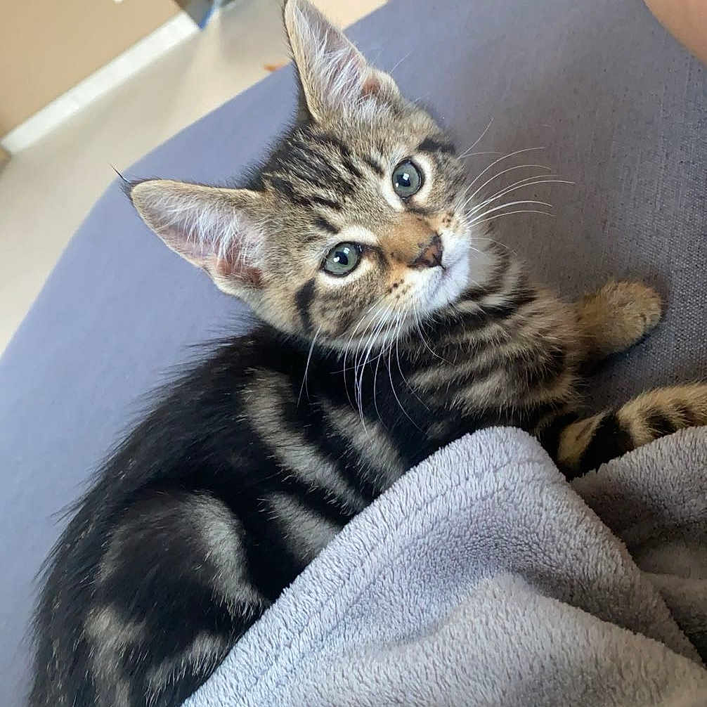 Fouin participe au concours pour gagner de l'argent avec cette photo : animal, blanket, cat, cozy, cute, domestic, ears, eyes, feline, fur, gray, indoor, kitten, looking, pet, resting, soft, tabby, whiskers, young