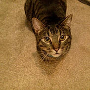 Luke joined the competition — help win amazing prizes! cat, tabby, pet, animal, indoor, carpet, feline, looking_up, curious, whiskers, ears, collar, brown, striped, cute, domestic, mammal, face, eyes, closeup