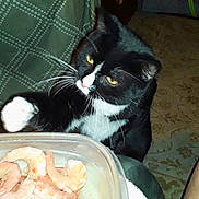 Toven joined the competition — help win amazing prizes! cat, tuxedo_cat, paw, shrimp, hand, food, container, blanket, pattern, carpet, floor, indoor, curious, pet, animal, black_and_white, whiskers, yellow_eyes, reaching, table