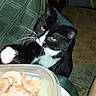 cat, tuxedo_cat, paw, shrimp, hand, food, container, blanket, pattern, carpet, floor, indoor, curious, pet, animal, black_and_white, whiskers, yellow_eyes, reaching, table