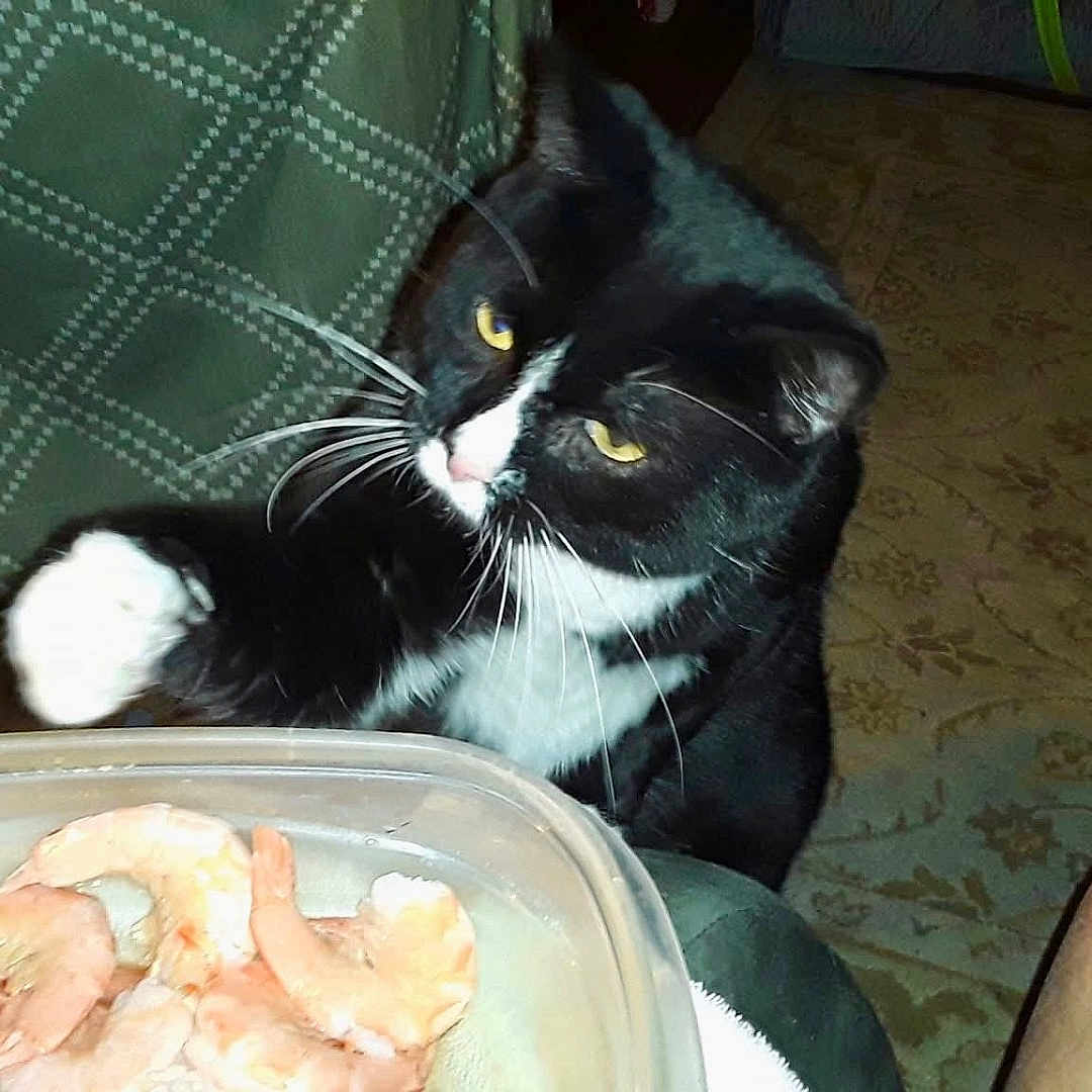 Toven joined the competition — help win amazing prizes! cat, tuxedo_cat, paw, shrimp, hand, food, container, blanket, pattern, carpet, floor, indoor, curious, pet, animal, black_and_white, whiskers, yellow_eyes, reaching, table