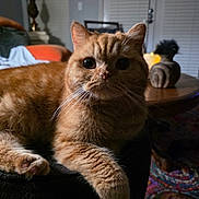 Cheeto is registered to the contest to win money with this photo: cat, ginger_cat, indoor, lamp, candle, table, decor, rug, furniture, cozy, whiskers, curious, fur, pet, animal, relaxing, closeup, soft_light, home, orange_fur