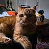cat, ginger_cat, indoor, lamp, candle, table, decor, rug, furniture, cozy, whiskers, curious, fur, pet, animal, relaxing, closeup, soft_light, home, orange_fur