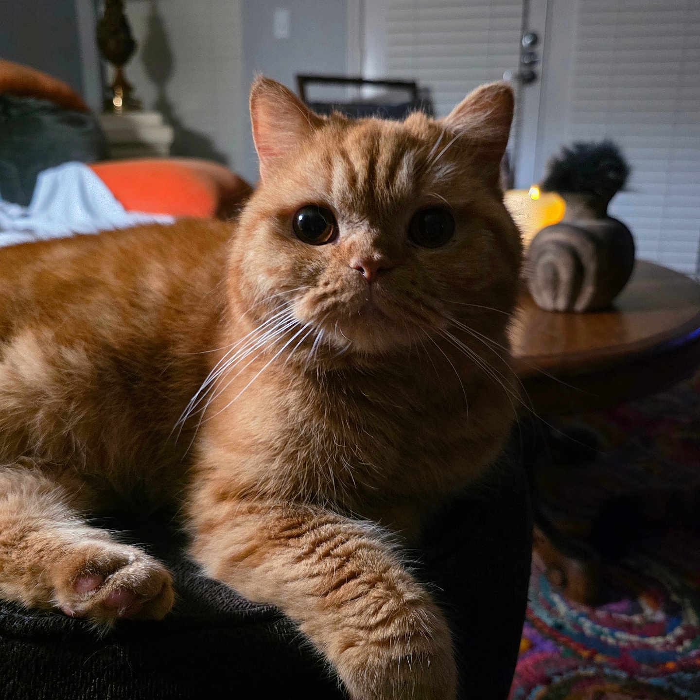 Cheeto is registered to the contest to win money with this photo: cat, ginger_cat, indoor, lamp, candle, table, decor, rug, furniture, cozy, whiskers, curious, fur, pet, animal, relaxing, closeup, soft_light, home, orange_fur