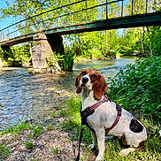 Vaya participe au concours pour gagner de l'argent avec cette photo : dog, beagle, harness, river, bridge, greenery, trees, grass, water, nature, outdoor, sunlight, blue_sky, leash, pet, canine, forest, shadows, rocks, daytime