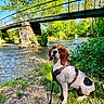 dog, beagle, harness, river, bridge, greenery, trees, grass, water, nature, outdoor, sunlight, blue_sky, leash, pet, canine, forest, shadows, rocks, daytime