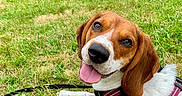Vaya participe au concours pour gagner de l'argent avec cette photo : dog, beagle, pet, grass, park, outdoor, animal, canine, harness, tongue_out, lying_down, greenery, nature, trees, happy, leash, summer, daylight, cute, friendly