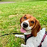 dog, beagle, pet, grass, park, outdoor, animal, canine, harness, tongue_out, lying_down, greenery, nature, trees, happy, leash, summer, daylight, cute, friendly