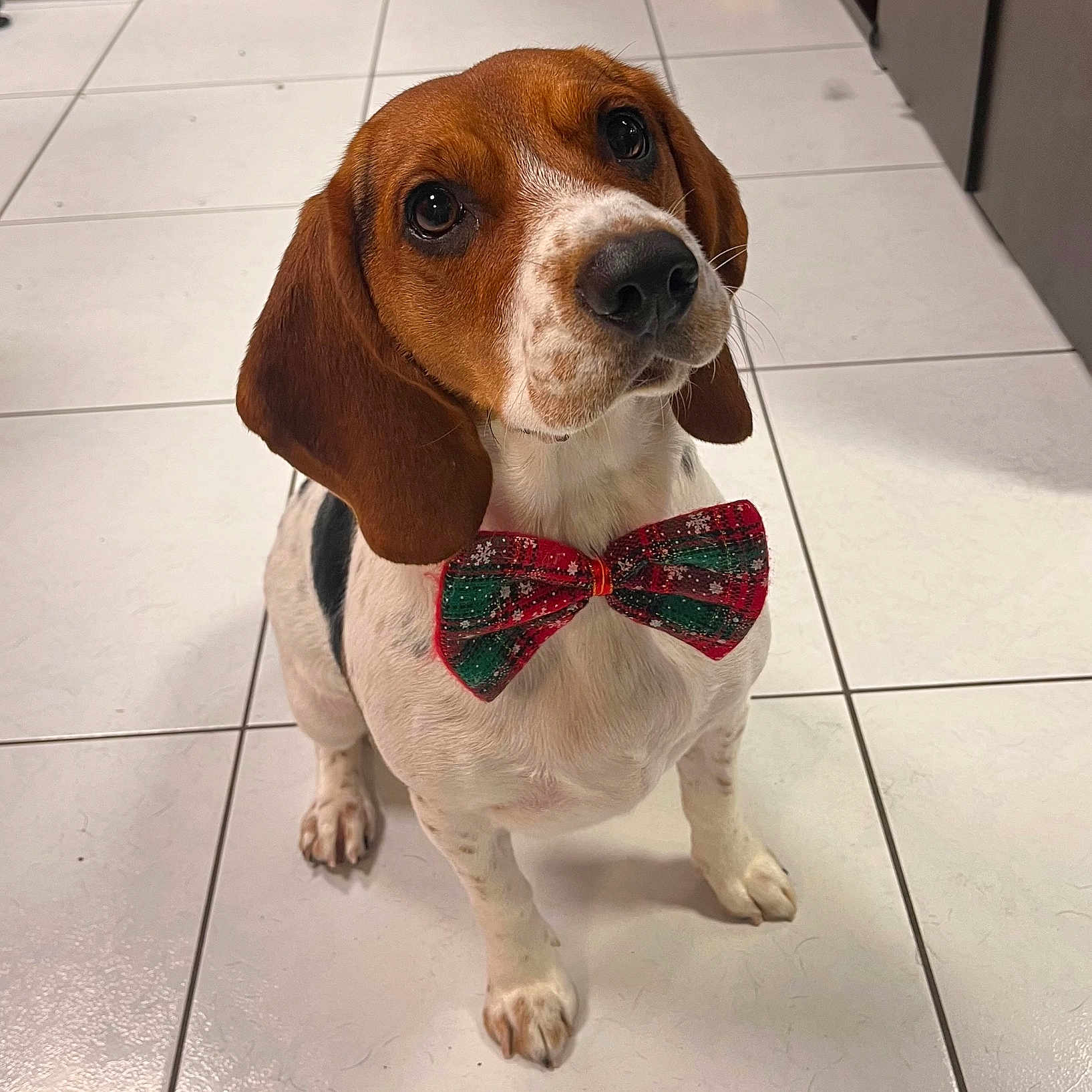 Vaya a rejoint le concours — aidez-le/la à gagner de superbes lots ! dog, beagle, puppy, bow_tie, pet, indoor, tile_floor, brown, white, black, ears, eyes, cute, looking_up, animal, mammal, domestic_animal, portrait, sitting, floor
